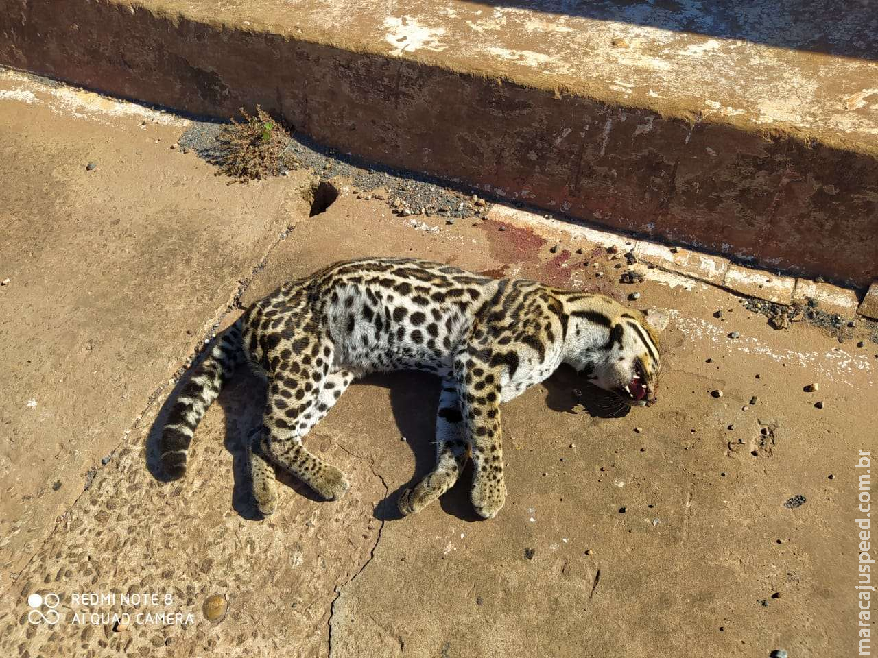 Jaguatirica é encontrada morta atropelada em rodovia Jaguatirica é encontrada morta atropelada em rodovia