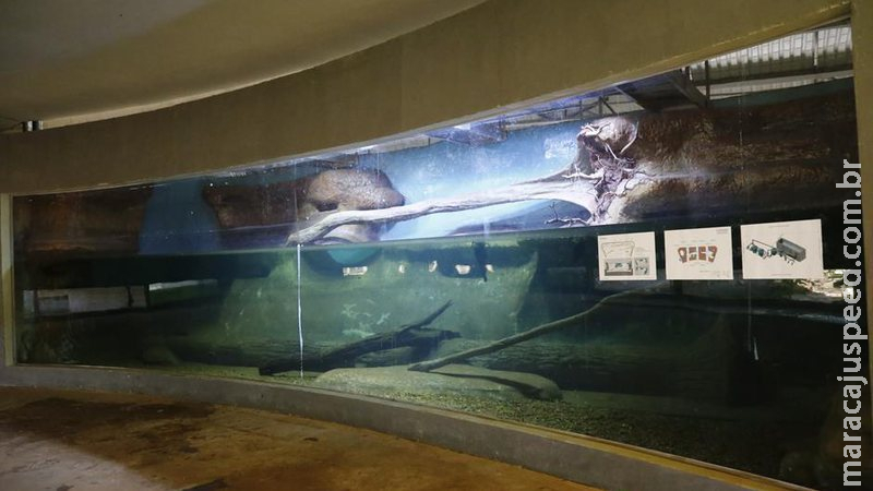 Justiça dá 15 dias para empresa explicar morte de peixes no Aquário do Pantanal Justiça dá 15 dias para empresa explicar morte de peixes no Aquário do Pantanal