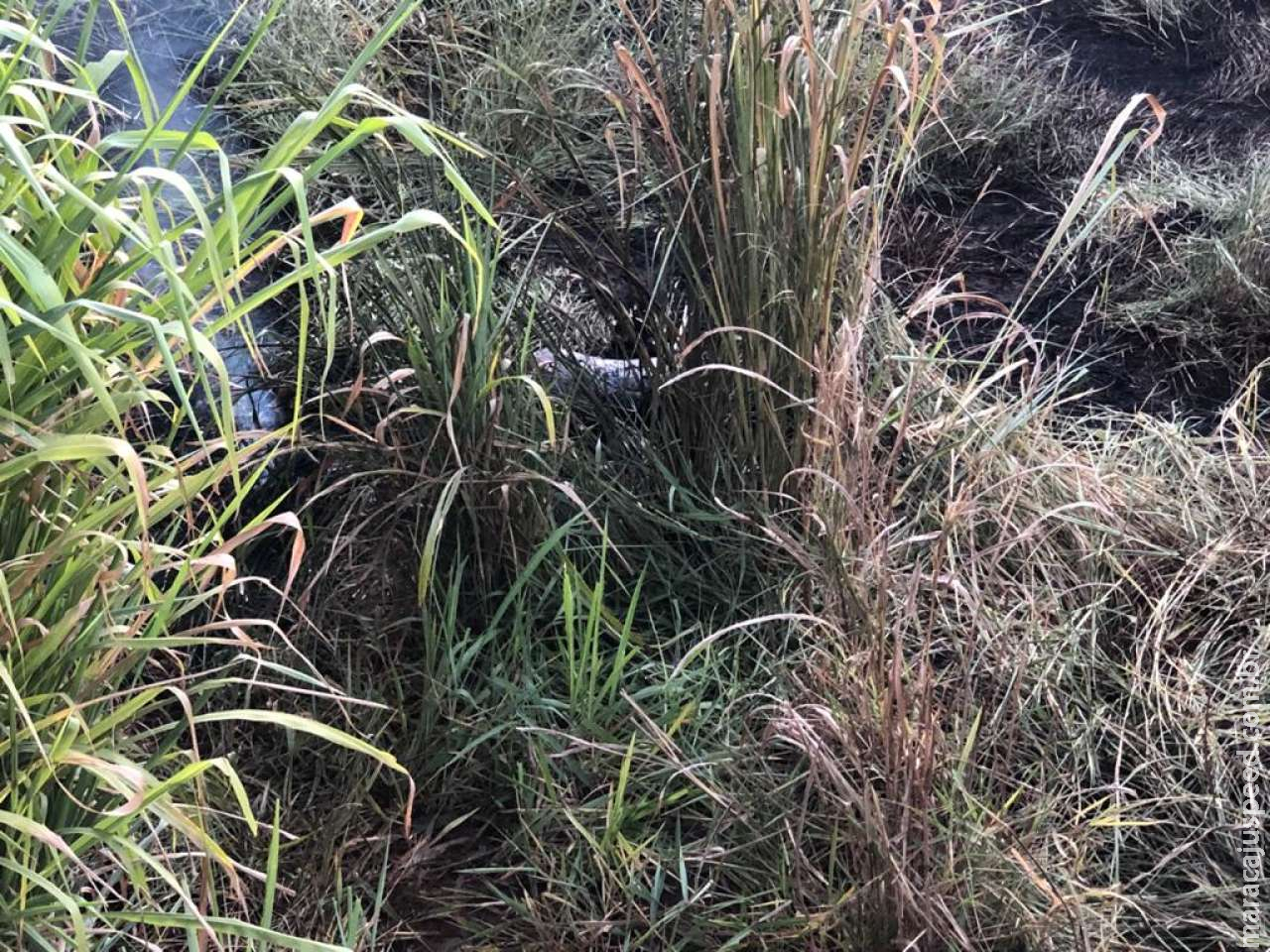 Mulher encontrada carbonizada estava desaparecida desde sábado Mulher encontrada carbonizada estava desaparecida desde sábado