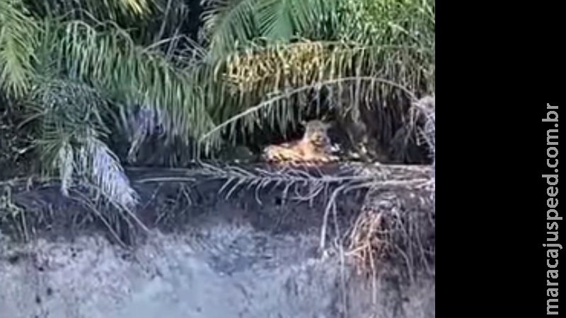 No dia da Terra, equipe que monitora meio ambiente flagra quatro onças no Pantanal No dia da Terra, equipe que monitora meio ambiente flagra quatro onças no Pantanal