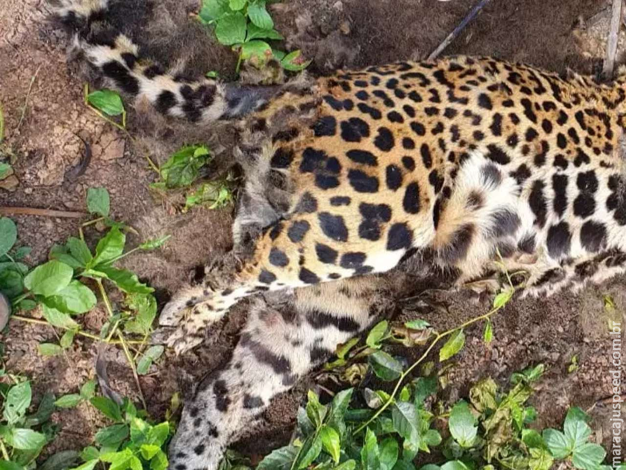 Onça é encontrada morta na Serra do Amolar por ação de caçadores Onça é encontrada morta na Serra do Amolar por ação de caçadores