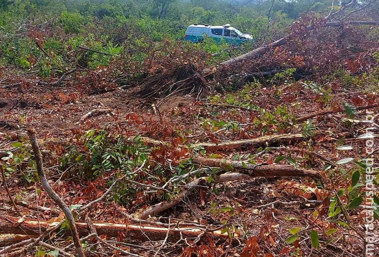 Pecuarista é multado em quase R$ 40 mil por desmatamento em área de Proteção Pecuarista é multado em quase R$ 40 mil por desmatamento em área de Proteção