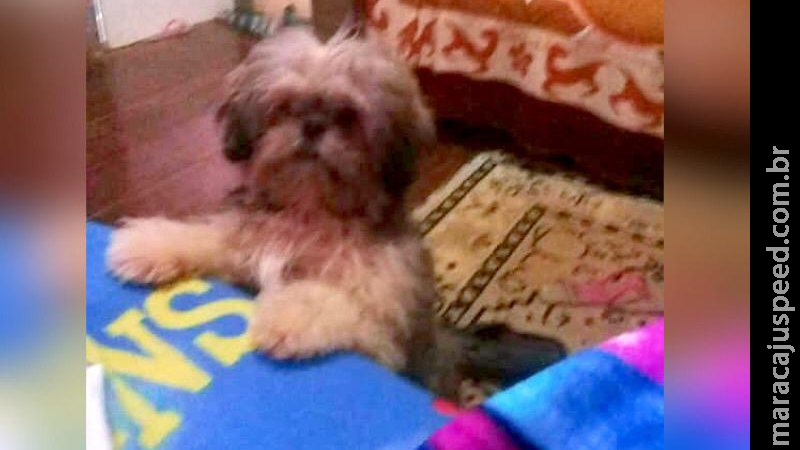 Pego pela ‘carrocinha’, mãe faz rifa para salvar cão que está no CCZ de Campo Grande Pego pela ‘carrocinha’, mãe faz rifa para salvar cão que está no CCZ de Campo Grande
