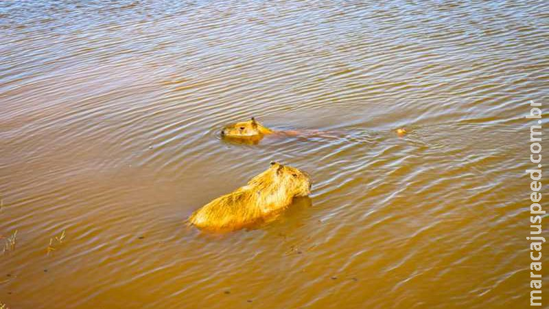 Pesca ilegal termina com capivara perfurada por anzol em cidade de MS Pesca ilegal termina com capivara perfurada por anzol em cidade de MS