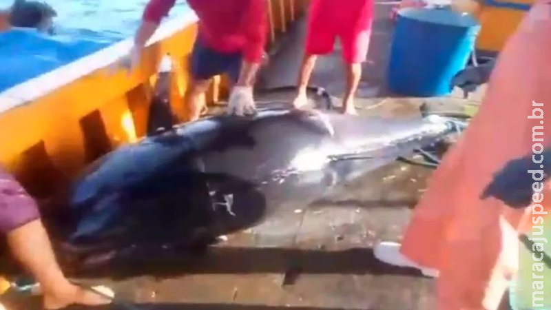 Pescadores fisgam peixe no valor de R$ 140 mil, mas perdem o dinheiro por pequeno detalhe Pescadores fisgam peixe no valor de R$ 140 mil, mas perdem o dinheiro por pequeno detalhe