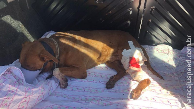 Pitbull é resgatado por voluntários após ser atropelado na Avenida Mascarenhas de Moraes Pitbull é resgatado por voluntários após ser atropelado na Avenida Mascarenhas de Moraes