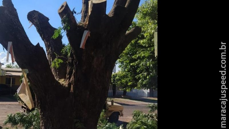 PMA autua homem por danificar árvore em logradouro público PMA autua homem por danificar árvore em logradouro público