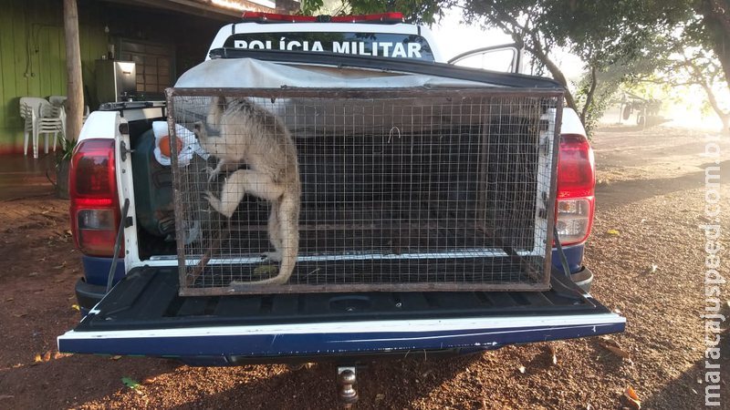 PMA captura bugio ‘domesticada’ em Mato Grosso do Sul PMA captura bugio ‘domesticada’ em Mato Grosso do Sul