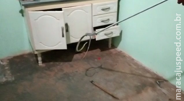 PMA captura serpente dentro de armário de pia em cozinha de residência PMA captura serpente dentro de armário de pia em cozinha de residência