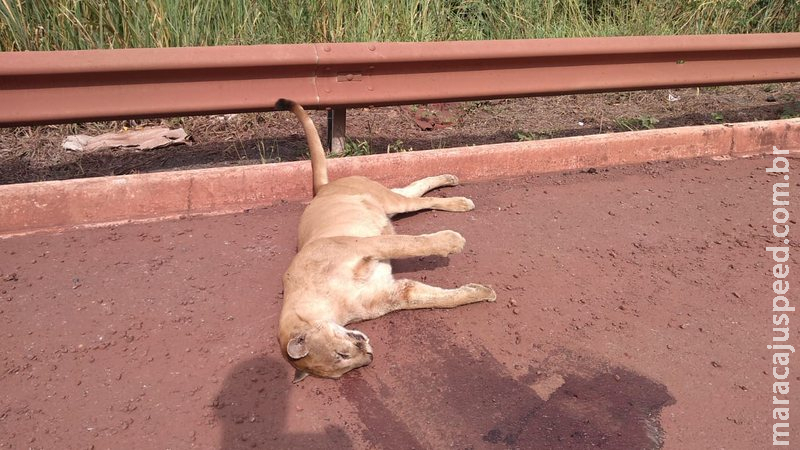 PMA encontra onça-parda adulta morta por atropelamento na rodovia BR 262 PMA encontra onça-parda adulta morta por atropelamento na rodovia BR 262
