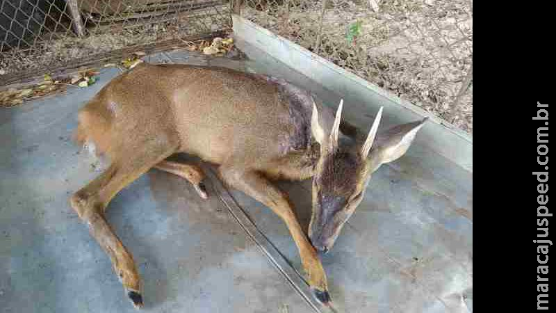PMA resgata veado ferido a tiro em Aquidauana PMA resgata veado ferido a tiro em Aquidauana
