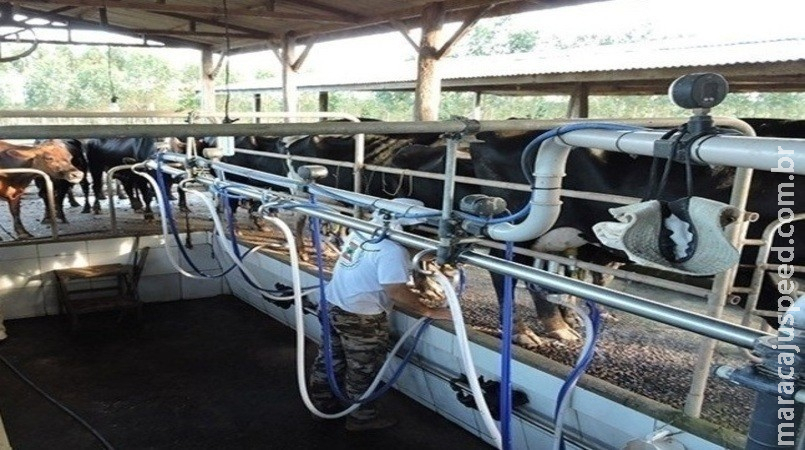 Poder de compra do produtor de leite frente ao milho é o pior em 10 anos Poder de compra do produtor de leite frente ao milho é o pior em 10 anos
