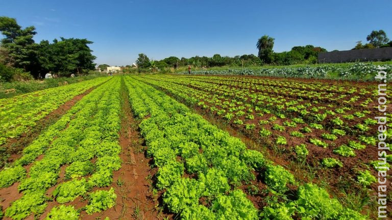 Produtores da agricultura familiar têm até quarta para se inscrever em edital de compra da Prefeitura Produtores da agricultura familiar têm até quarta para se inscrever em edital de compra da Prefeitura