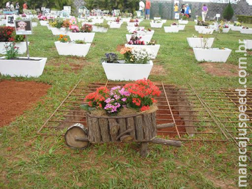 Projeto prevê criação de cemitério e crematório público para animais em Campo Grande Projeto prevê criação de cemitério e crematório público para animais em Campo Grande