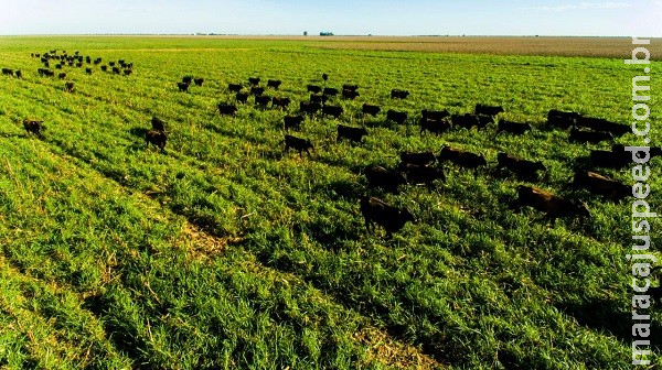 Sistema “Boi safrinha” é cada vez mais utilizado por produtores rurais do Cerrado Sistema “Boi safrinha” é cada vez mais utilizado por produtores rurais do Cerrado