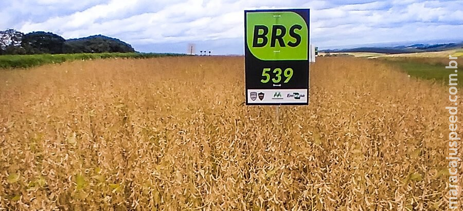 Soja: nova cultivar une resistência a ferrugem, tolerância a percevejo e pode revolucionar produção orgânica Soja: nova cultivar une resistência a ferrugem, tolerância a percevejo e pode revolucionar produção orgânica