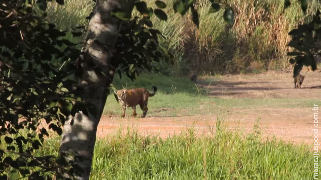 VÍDEO: Onças são vistas passeando em fazenda na região de Miranda VÍDEO: Onças são vistas passeando em fazenda na região de Miranda