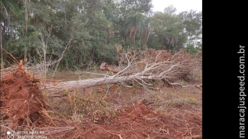 Agrônomo é multado em R$ 12,5 mil por derrubada ilegal de árvores para exploração da madeira Agrônomo é multado em R$ 12,5 mil por derrubada ilegal de árvores para exploração da madeira