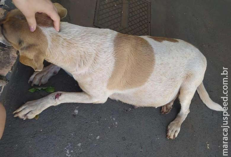 Ambiental autua mulher de 53 anos por maus-tratos a uma cadela Ambiental autua mulher de 53 anos por maus-tratos a uma cadela