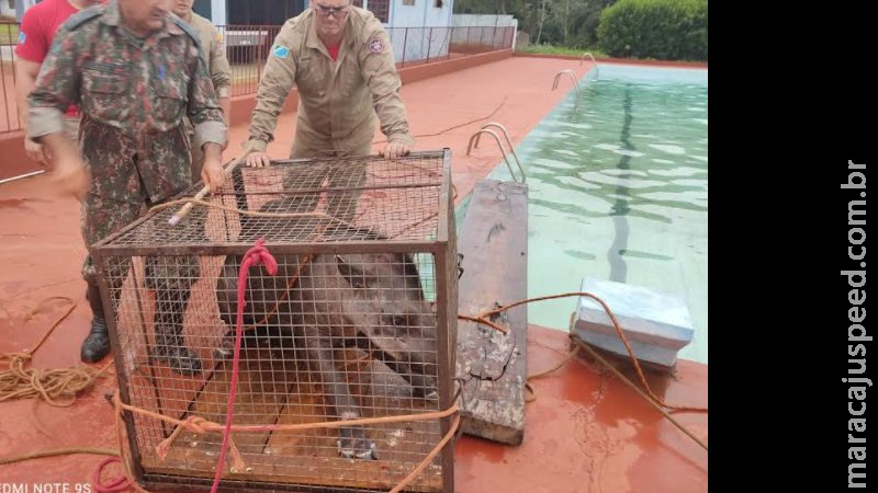 Anta com mais de 200 kg é resgatada após cair em piscina de clube Anta com mais de 200 kg é resgatada após cair em piscina de clube