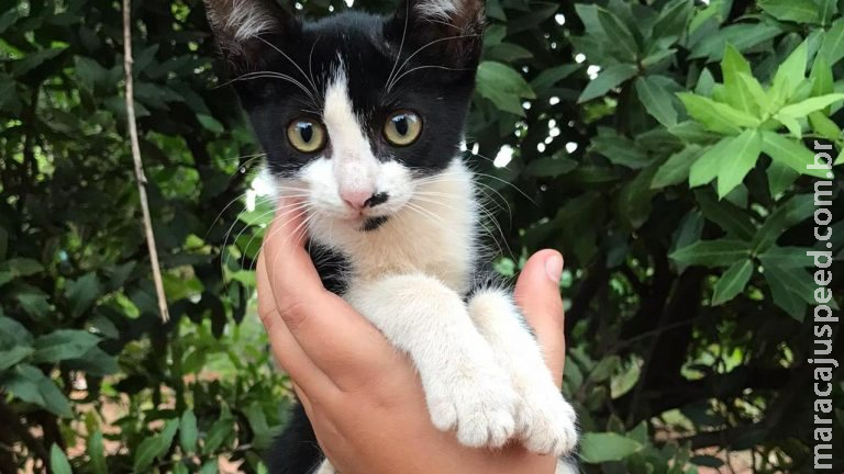 Com cães e gatos, Feira de Adoção será realizada no próximo sábado em Campo Grande Com cães e gatos, Feira de Adoção será realizada no próximo sábado em Campo Grande