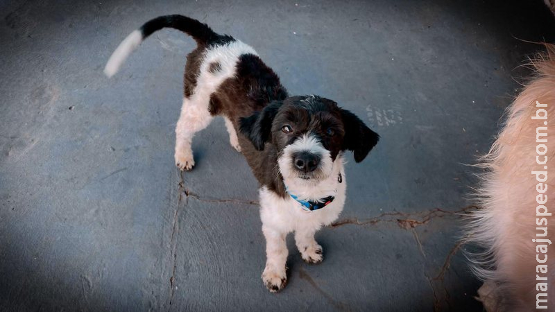 Credenciamento de R$ 1,4 milhão busca empresa para castração de cães e gatos em Campo Grande Credenciamento de R$ 1,4 milhão busca empresa para castração de cães e gatos em Campo Grande