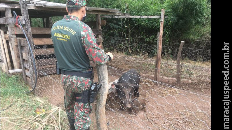 Dono de chácara é autuado em flagrante por criação ilegal de javalis Dono de chácara é autuado em flagrante por criação ilegal de javalis