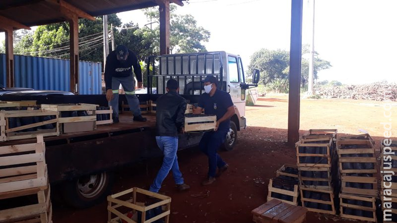  Dourados distribui 1,5 mil mudas de maracujá e espera safra de 30 toneladas 
