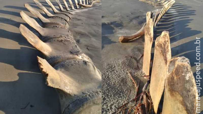 Esqueleto gigantesco é encontrado em praia no Brasil e deixa moradores curiosos