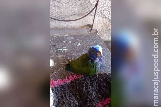 Estilingada fere maritaca que é resgatada em Costa Rica Estilingada fere maritaca que é resgatada em Costa Rica