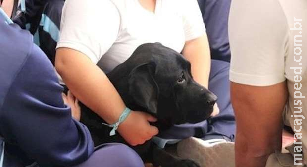 Estudo aponta que cães podem descobrir a covid-19 com 94% de precisão
