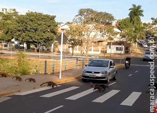 Família de quatis atravessam na faixa e Família de quatis atravessam na faixa e
