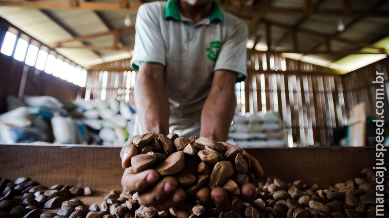 Fiocruz e Mapa mapeiam produção de plantas medicinais no Brasil Fiocruz e Mapa mapeiam produção de plantas medicinais no Brasil