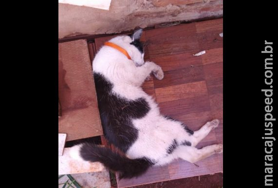 Gatos aparecem mortos em condomínio de Campo Grande Gatos aparecem mortos em condomínio de Campo Grande