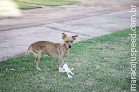 Homem é socorrido depois de ser esfaqueado ao defender cachorro Homem é socorrido depois de ser esfaqueado ao defender cachorro
