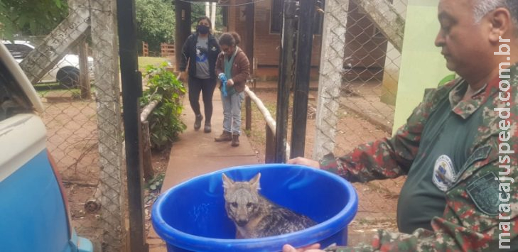 Lobinho atropelado é resgatado nas margens da MS 080 Lobinho atropelado é resgatado nas margens da MS 080