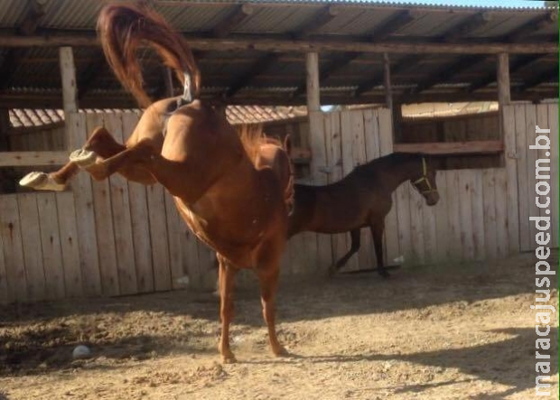 Menina de 8 anos morre após levar coice de cavalo Menina de 8 anos morre após levar coice de cavalo