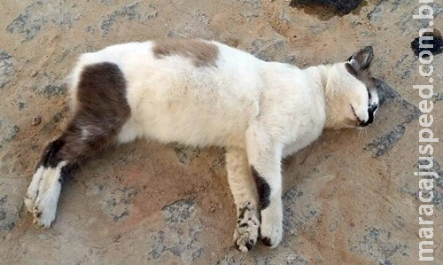 Moradora denuncia envenenamento de gatos no Parati Moradora denuncia envenenamento de gatos no Parati