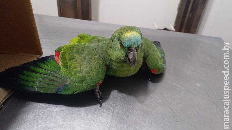 Moradores encontram papagaio aparentemente envenenado e acionam PMA