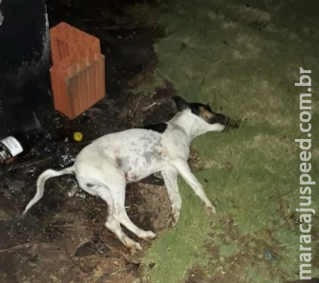 Para se vingar de irmão, homem mata cachorro a chutes e termina preso Para se vingar de irmão, homem mata cachorro a chutes e termina preso