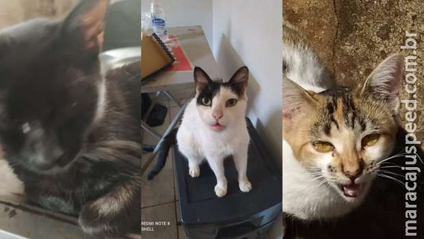 Passando por dificuldades, artesã recorre à solidariedade para cuidar dos pets resgatados Passando por dificuldades, artesã recorre à solidariedade para cuidar dos pets resgatados