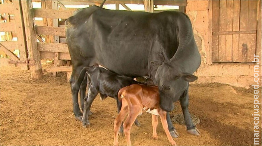 Pecuarista de Rondônia aposta em parto gemelar de olho na valorização do bezerro Pecuarista de Rondônia aposta em parto gemelar de olho na valorização do bezerro