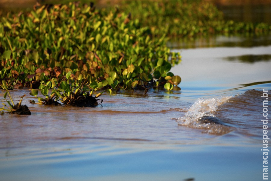 Pesquisador descobre novas espécies de peixes na bacia do Taquari Pesquisador descobre novas espécies de peixes na bacia do Taquari