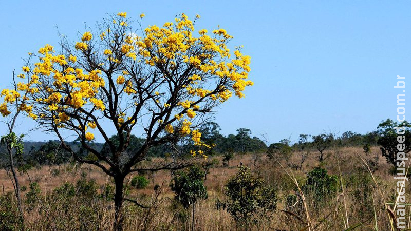 Plataforma reúne dados, fotos e infográficos do cerrado na internet Plataforma reúne dados, fotos e infográficos do cerrado na internet