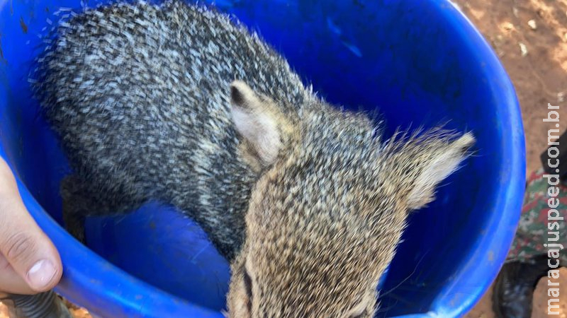 PMA prende capataz com cateto e cinco armas de caça e munições em fazenda