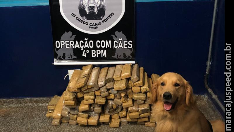 Polícia localiza droga enterrada no chão com o auxílio de cães farejadores Polícia localiza droga enterrada no chão com o auxílio de cães farejadores