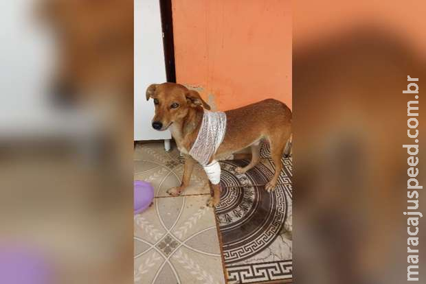 Professora recolhe cãozinho em Campo Grande, mas pede ajuda por lar definitivo Professora recolhe cãozinho em Campo Grande, mas pede ajuda por lar definitivo