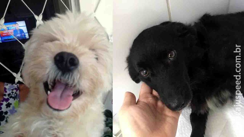 Protetora de 40 animais, Stella faz vaquinha para arcar com cirurgia de cachorro atropelado Protetora de 40 animais, Stella faz vaquinha para arcar com cirurgia de cachorro atropelado