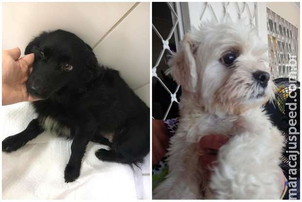 Protetora monta rifa para arcar com cirurgia de cachorro em Campo Grande Protetora monta rifa para arcar com cirurgia de cachorro em Campo Grande