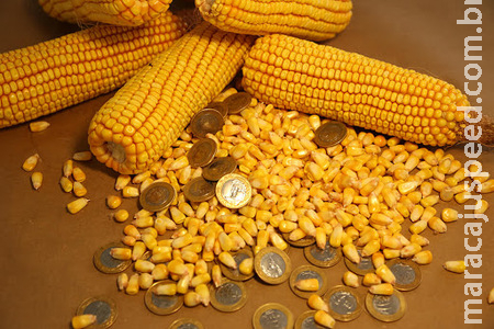  Sem chuva a 30 dias, milho é comercializado a R$ 92,50 em Sidrolândia 